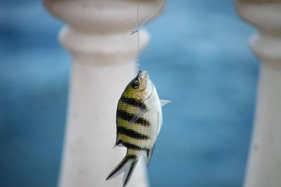 Close-up of fish against blurred background