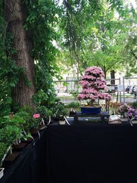View of flowering plants in yard