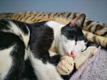 Close-up of tabby sleeping