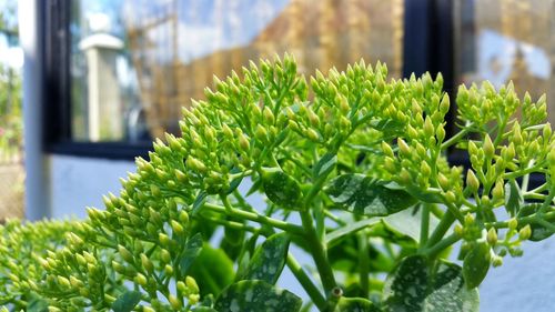 Close-up of plant growing in greenhouse