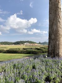 Scenic view of flowering plants on field against sky