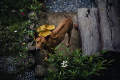 View of a dog