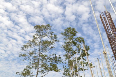 Low angle view of trees against sky