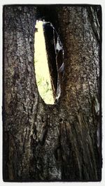 tree trunk