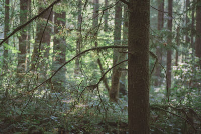 Trees in forest