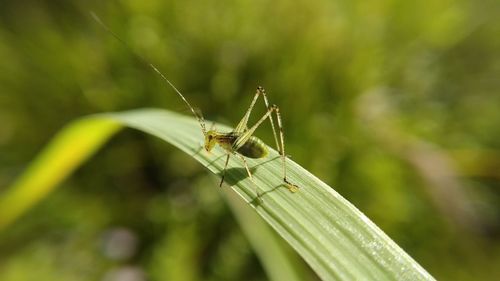 Close-up of insect on blade of grass