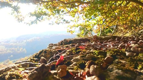 Close-up of tree by mountain against sky