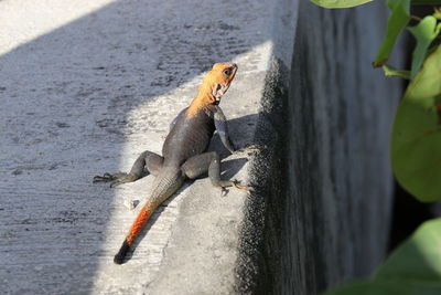 High angle view of bird