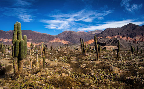 View of cactus plants on landscape