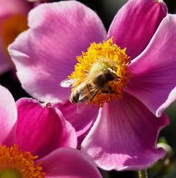 Close-up of bee pollinating on pink flower