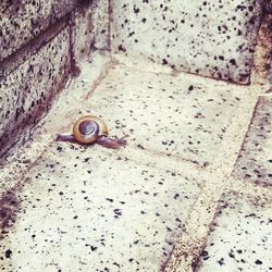 High angle view of snail