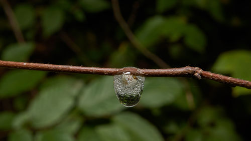 Close-up of wet plant