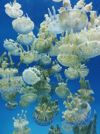 Close-up of jellyfish swimming in sea