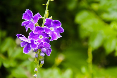 Close-up of purple flowering plant