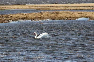Swan swimming in a lake