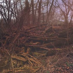 Bare trees in forest