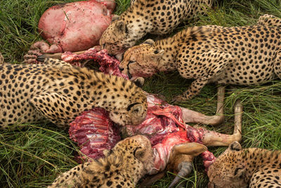 Close-up of five cheetahs feeding on carcase