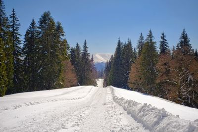 Snow covered road amidst trees against sky