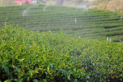 Plants growing on field