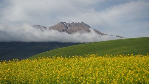 Oilseed rape field against mountain during foggy weather