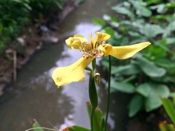 Close-up of yellow flowering plant