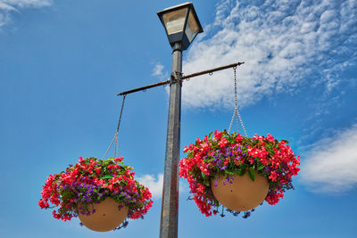 Low angle view of flowering plant against sky