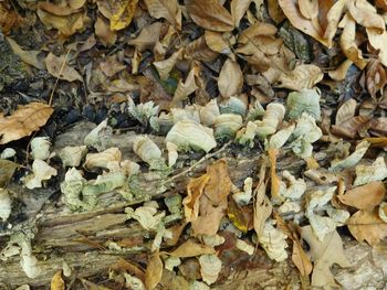 Full frame shot of leaves on field