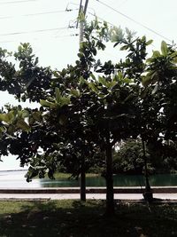 Scenic view of trees against sky