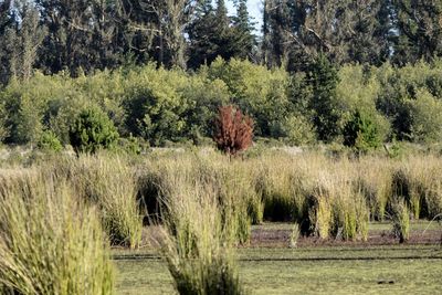 Plants growing on land