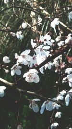 Close-up of white flowers blooming on tree