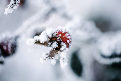 snow