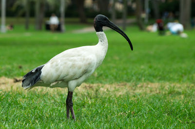 Bird on grassy field