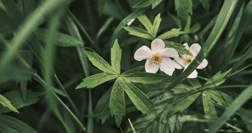 Close-up of white flowering plant