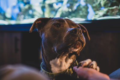 Pitbull female waits for your command with paw in your hand