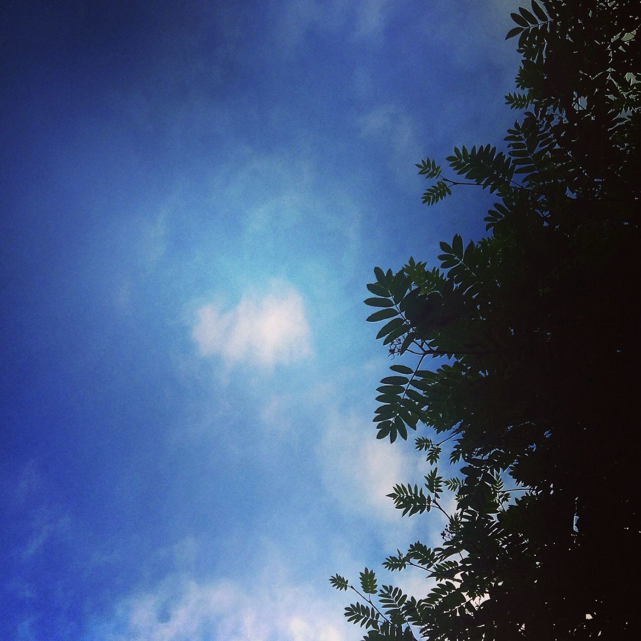 low angle view, tree, sky, tranquility, beauty in nature, nature, blue, growth, cloud - sky, scenics, silhouette, tranquil scene, branch, cloud, outdoors, high section, treetop, no people, day, idyllic