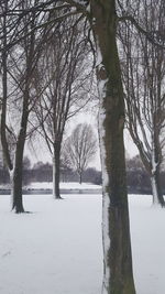 Trees on snow covered landscape