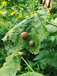 Close-up of snail on plant