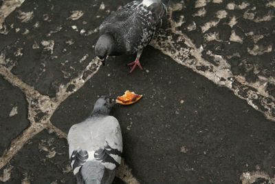 High angle view of pigeons eating food on cobbled street