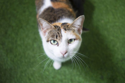 Close-up portrait of a cat