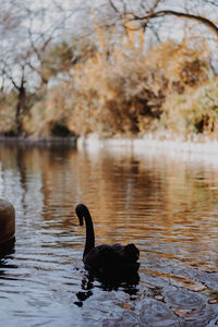 Swan swimming in lake