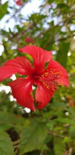 Close-up of red hibiscus flower