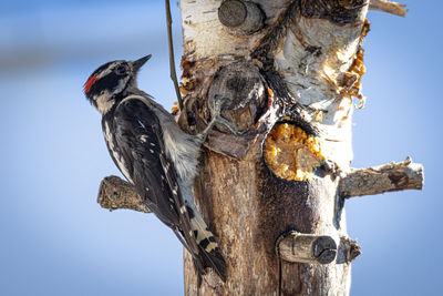 Low angle view of bird perching on tree trunk