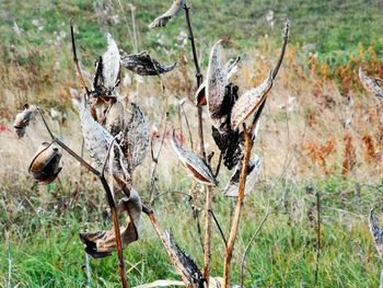 Close-up of dead plant on field