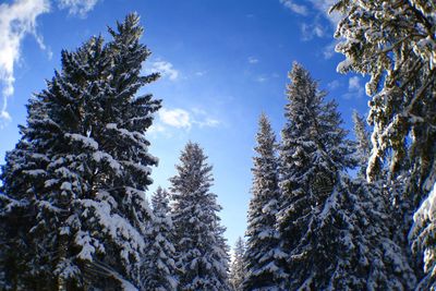 Low angle view of pine trees against sky during winter