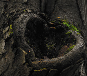 Rock formations on tree trunk