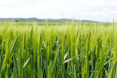 Scenic view of field against cloudy sky