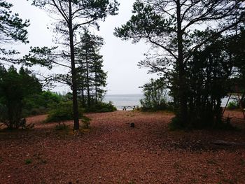 Trees on landscape