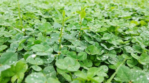 Full frame shot of wet plants