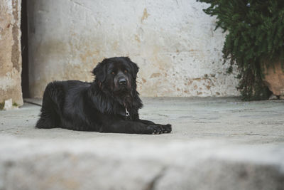 Portrait of a dog looking away