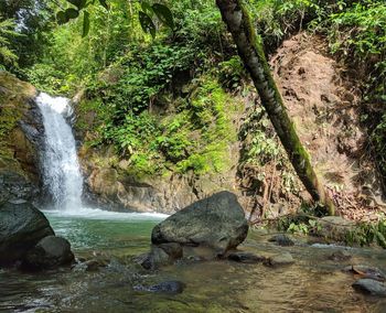 Scenic view of waterfall in forest